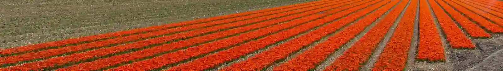 Bloembollenvelden in de Bollenstreek in het voorjaar